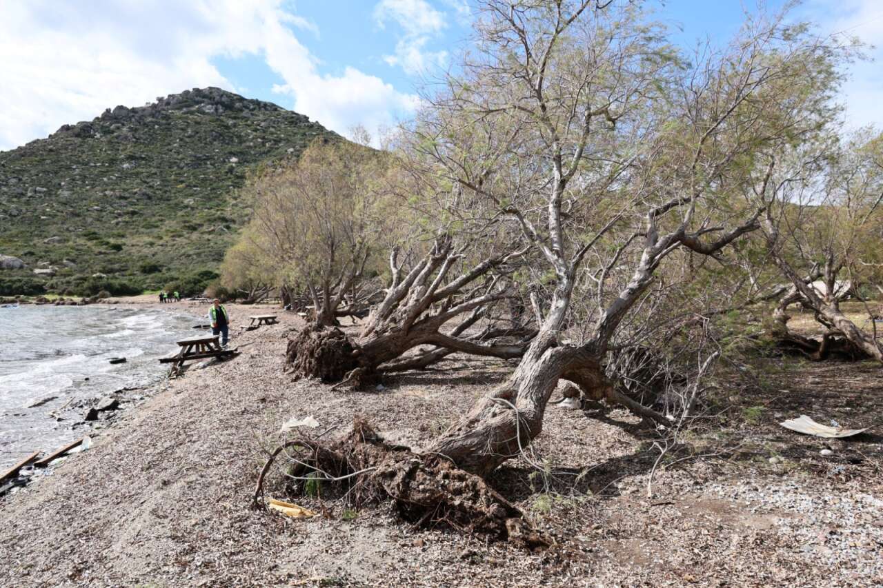 Fırtınada Devrilen Ağaçlar Bodrum’da Yeniden Toprakla Buluştu 2